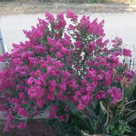 La Casa Di Nonna Romina * Arzachena